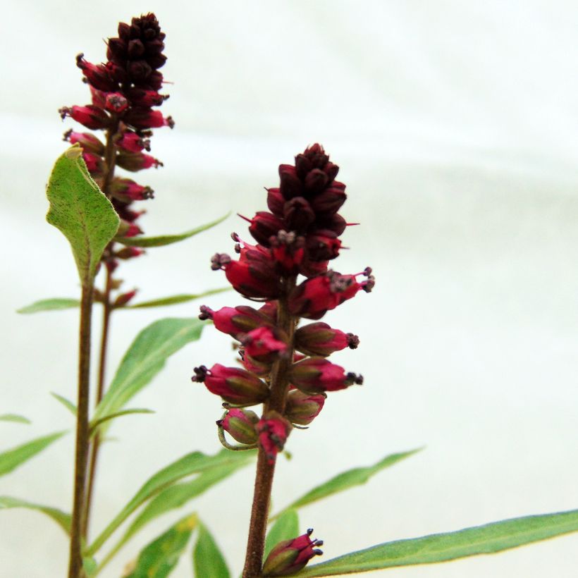 Lysimachia atropurpurea Beaujolais - Wederik (Bloei)
