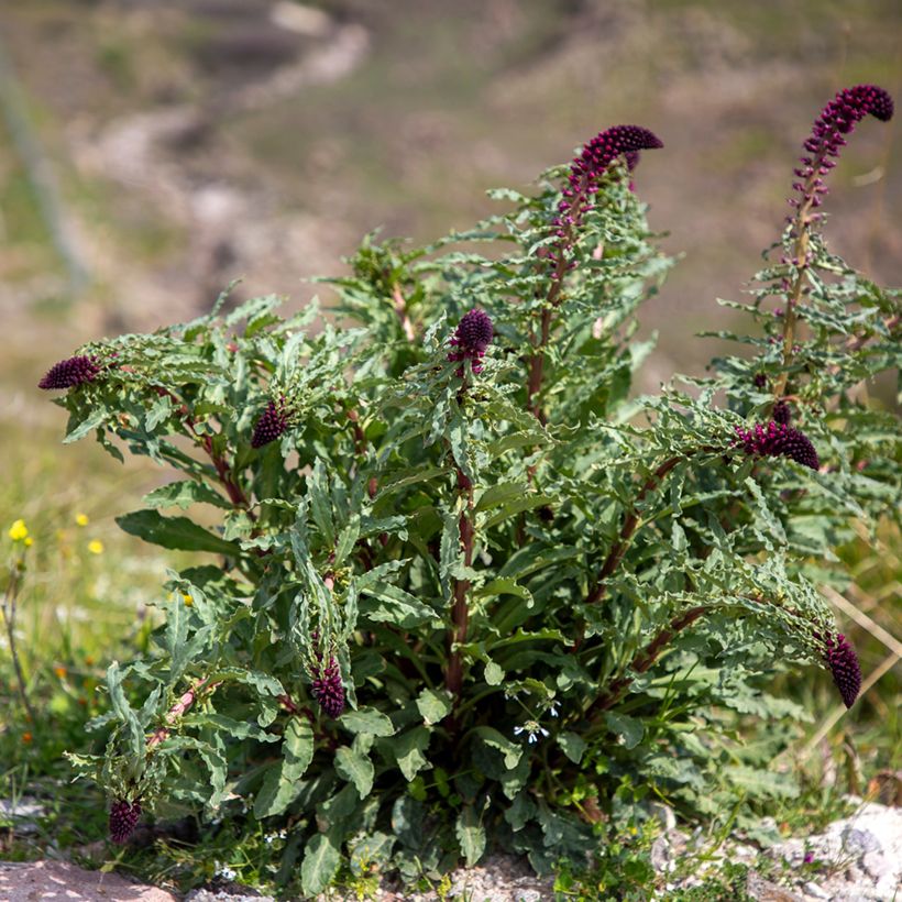 Lysimachia atropurpurea Beaujolais - Wederik (Groeiplaats)