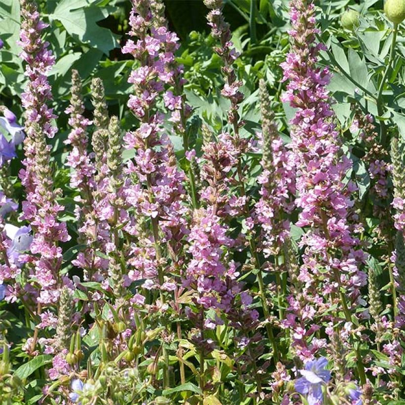Lythrum salicaria Blush - Grote kattenstaart (Bloei)