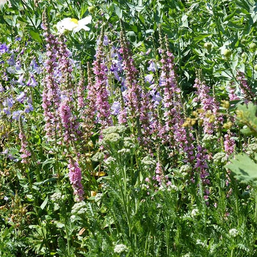 Lythrum salicaria Blush - Grote kattenstaart (Groeiplaats)