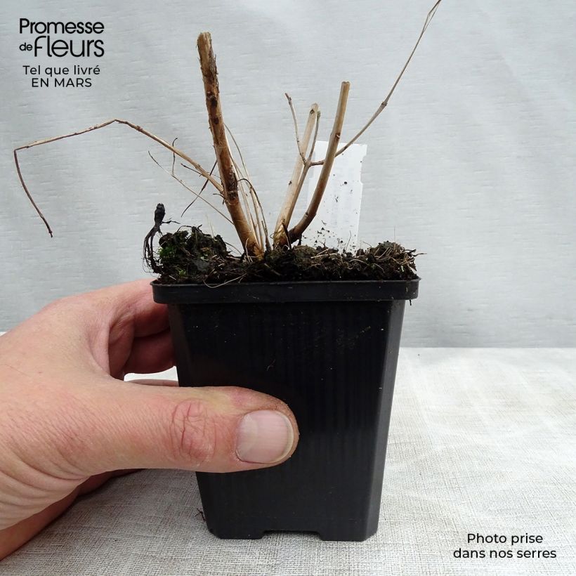 Exemplaar van Lythrum salicaria Blush - Grote kattenstaart Kweekpotje van 8/9 cm zoals geleverd in de lente