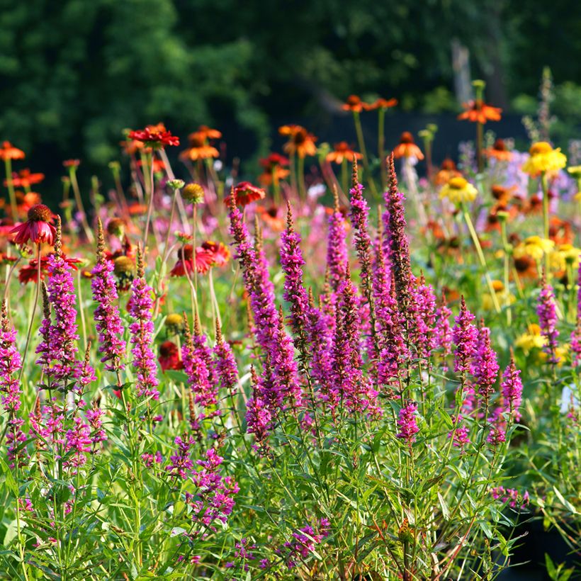 Lythrum salicaria Robert - Grote kattenstaart (Groeiplaats)