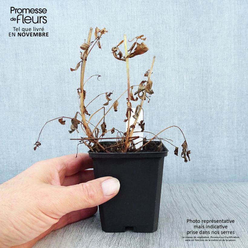 Exemplaar van Lythrum salicaria Robert - Grote kattenstaart Kweekpotje van 8/9 cm zoals geleverd in de herfst