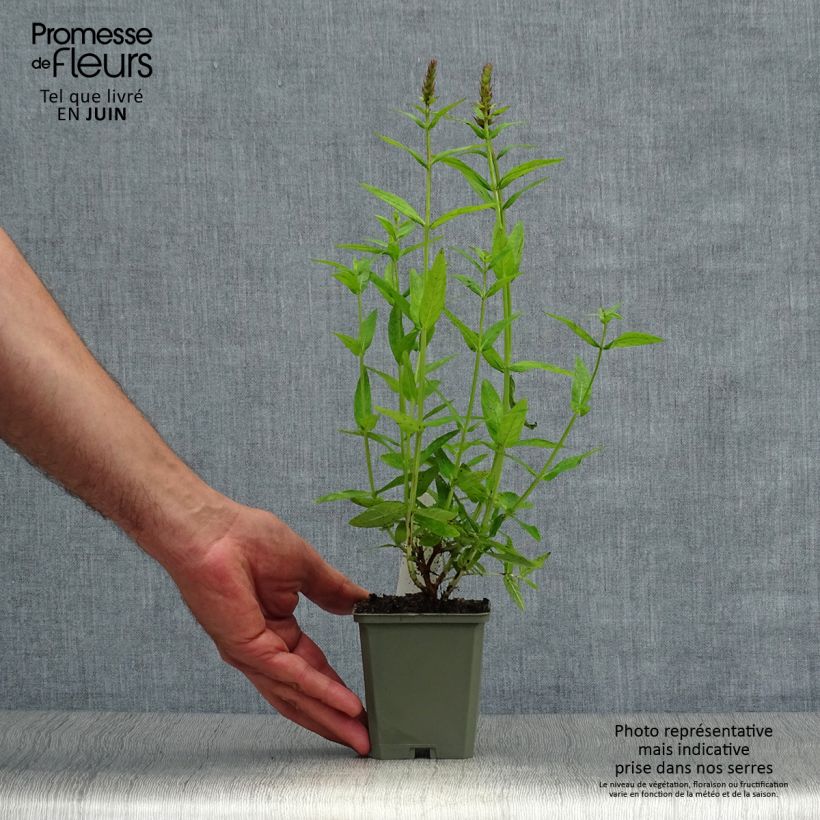Exemplaar van Lythrum salicaria Robert - Grote kattenstaart Kweekpotje van 8/9 cm zoals geleverd in de zomer
