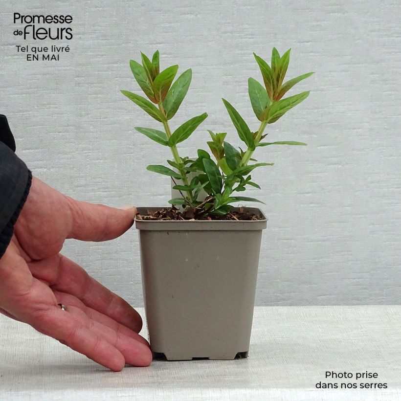 Exemplaar van Lythrum salicaria Robert - Grote kattenstaart Kweekpotje van 8/9 cm zoals geleverd in de lente