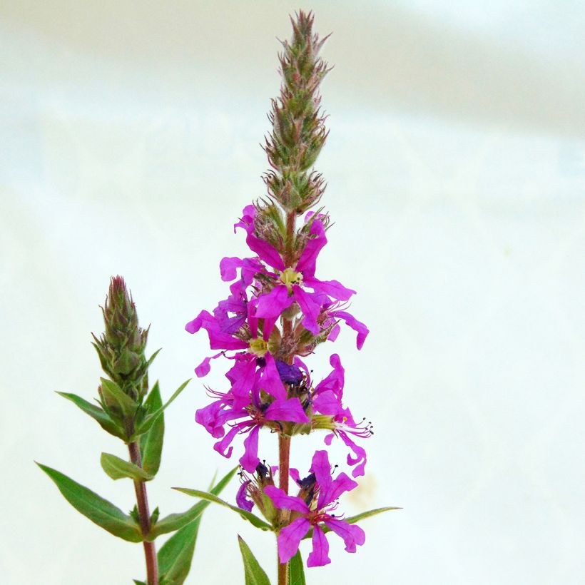 Lythrum salicaria - Grote kattenstaart (Bloei)
