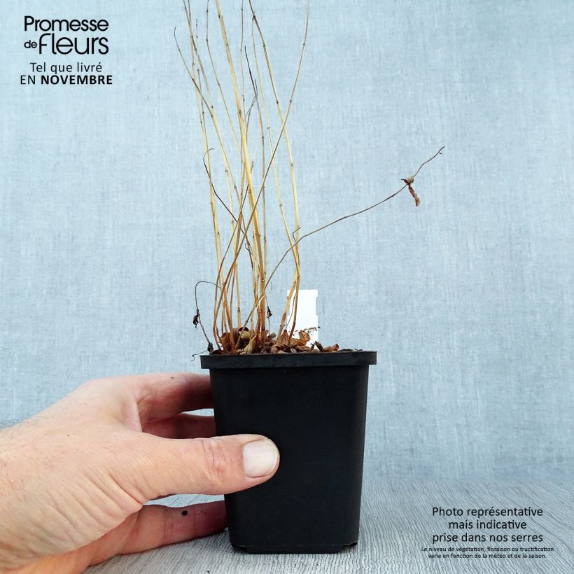 Exemplaar van Lythrum salicaria - Grote kattenstaart Kweekpotje van 8/9 cm zoals geleverd in de herfst