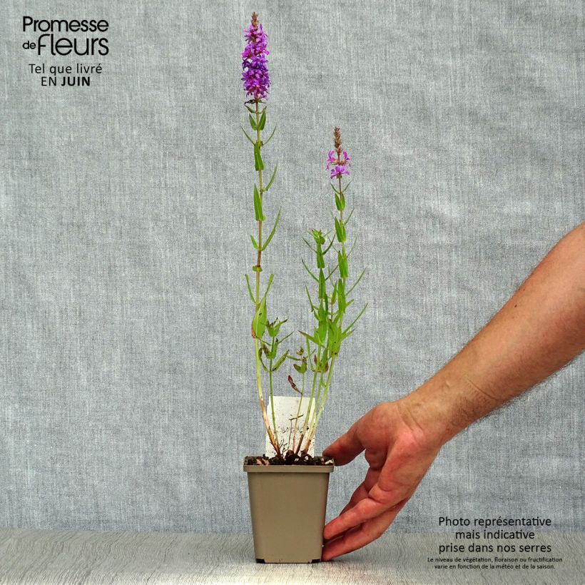 Exemplaar van Lythrum salicaria - Grote kattenstaart Kweekpotje van 8/9 cm zoals geleverd in de zomer