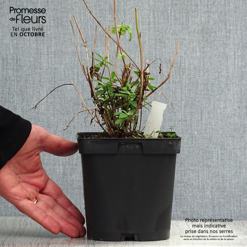 Exemplaar van Lythrum salicaria - Grote kattenstaart Pot van 2 l/3 l zoals geleverd in de herfst