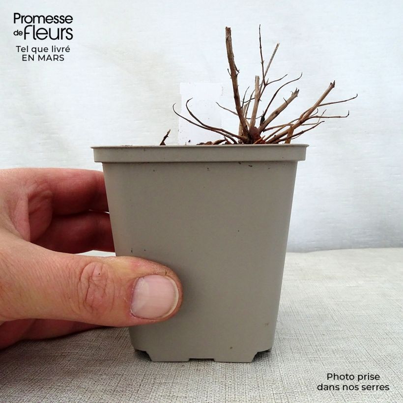 Exemplaar van Lythrum salicaria Swirl - Grote kattenstaart Kweekpotje van 8/9 cm zoals geleverd in de lente