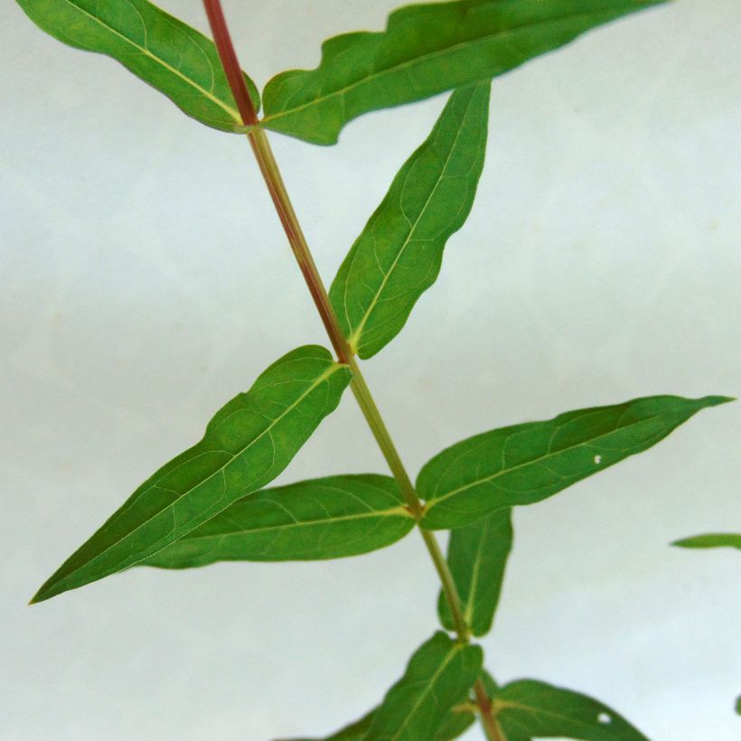 Lythrum virgatum Dropmore Purple - Roedekattenstaart (Blad)