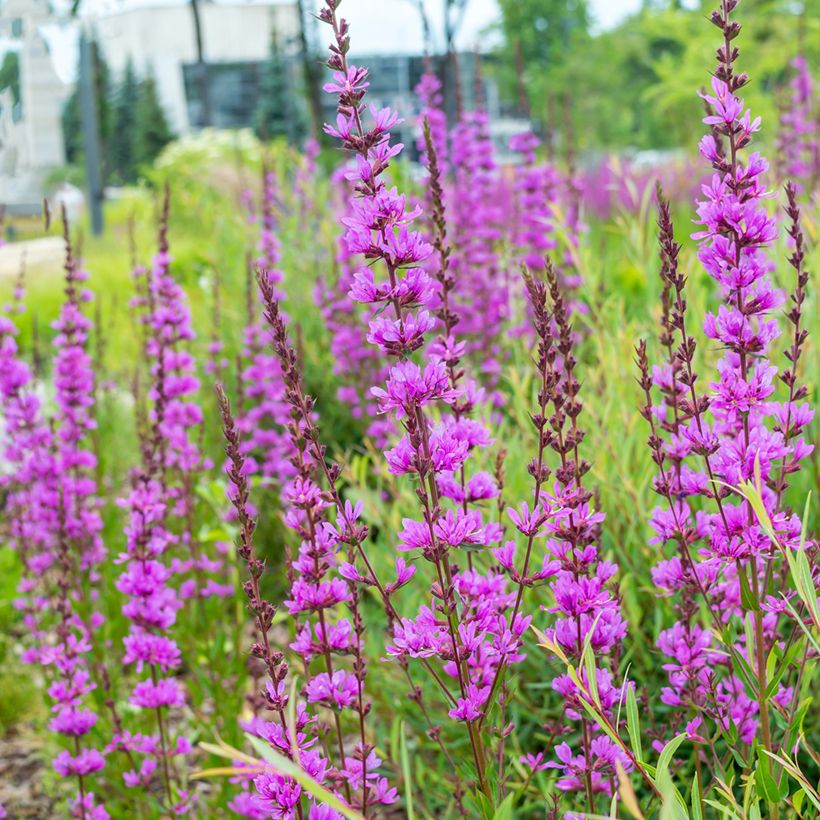Lythrum virgatum Dropmore Purple - Roedekattenstaart (Groeiplaats)