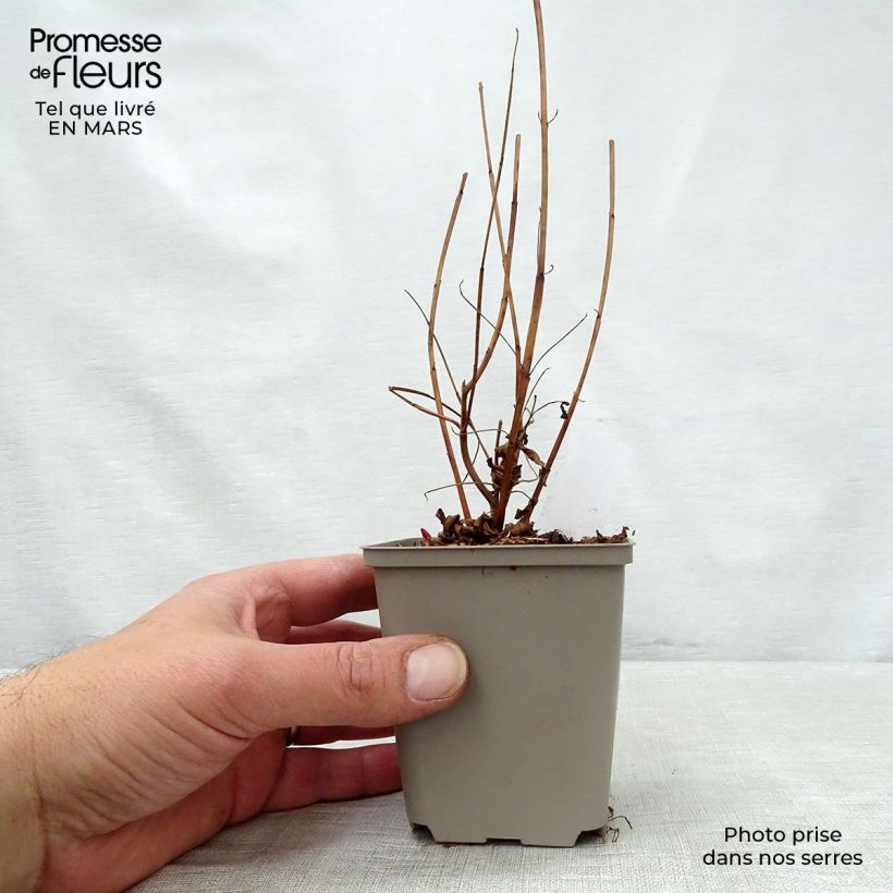 Exemplaar van Lythrum virgatum Dropmore Purple - Roedekattenstaart Kweekpotje van 8/9 cm zoals geleverd in de lente