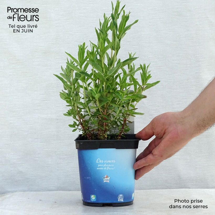 Exemplaar van Lythrum virgatum Dropmore Purple - Roedekattenstaart Pot van 2 l/3 l zoals geleverd in de zomer