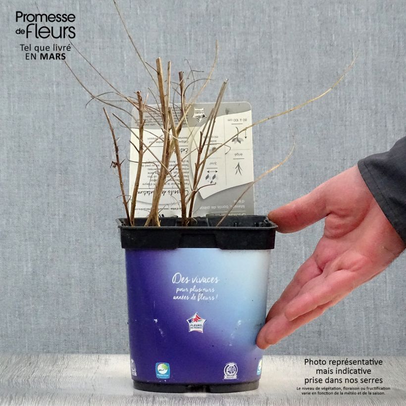 Exemplaar van Lythrum virgatum Dropmore Purple - Roedekattenstaart Pot van 2 l/3 l zoals geleverd in de lente