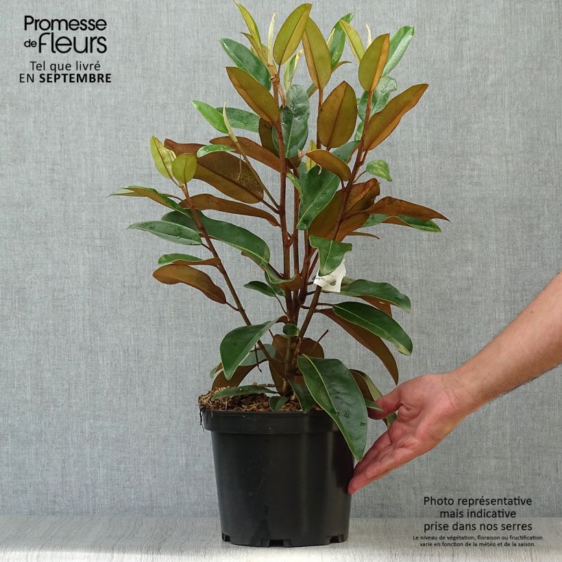 Exemplaar van Magnolia grandiflora Alta - Zuidelijke magnolia Pot van 4 l/5 l zoals geleverd in de herfst
