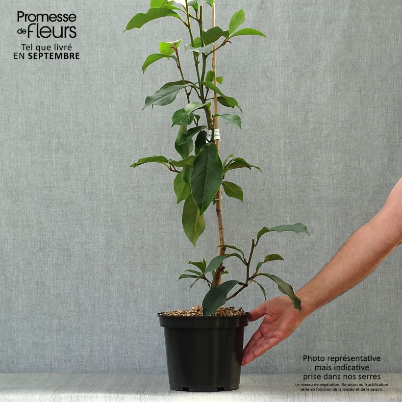Exemplaar van Magnolia Allspice - Bananenstruik Pot van 4 l/5 l zoals geleverd in de herfst