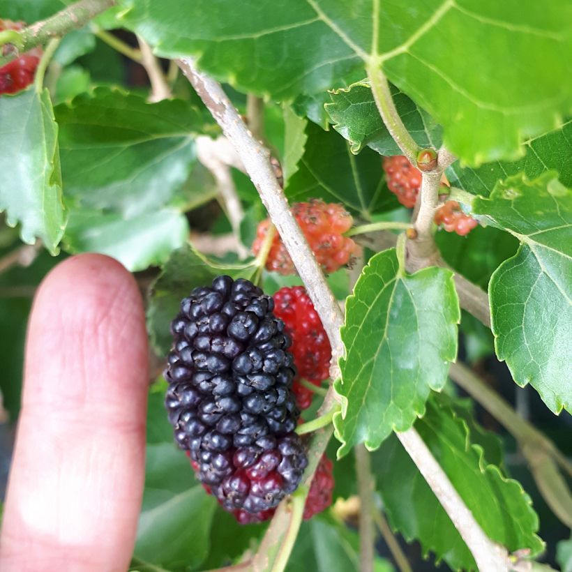 Morus alba Milanowek - Witte moerbei (Oogst)