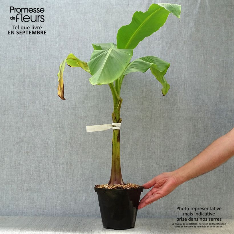 Exemplaar van Musa basjoo Dajiao - Japanse vezelbanaan Pot van 4 l/5 l zoals geleverd in de herfst