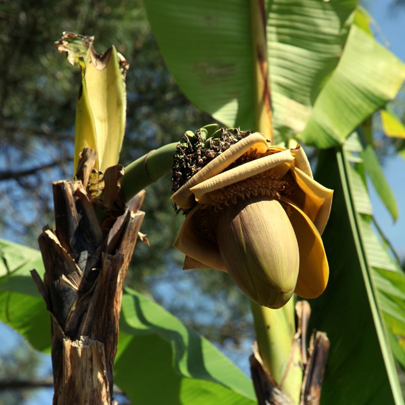 Musa paradisiaca Dwarf Orinoco - Bakbanaan (Bloei)