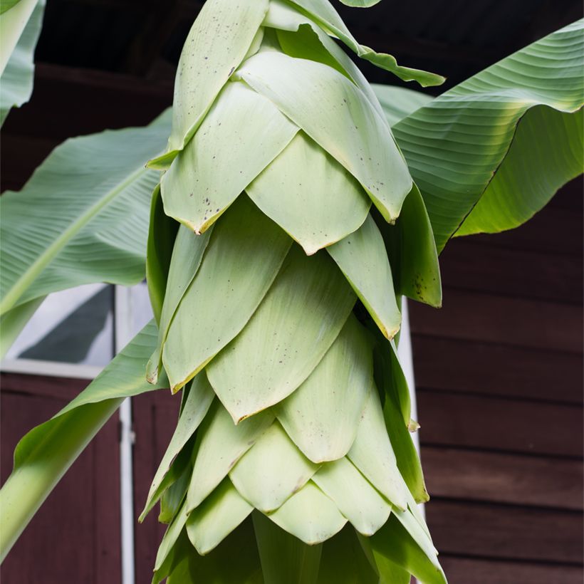 Ensete glaucum - Sneeuwbanaan (Bloei)