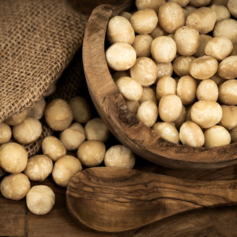 Macadamia integrifolia - Macadamianoot (Oogst)