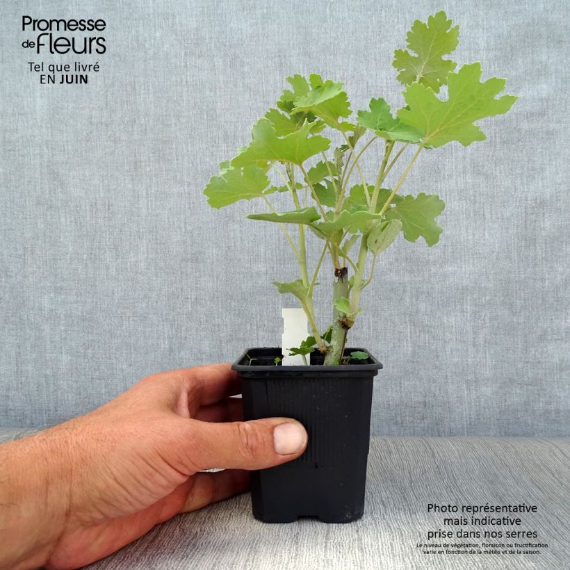 Exemplaar van Macleaya cordata - Pluimpapaver Kweekpotje van 8/9 cm zoals geleverd in de zomer