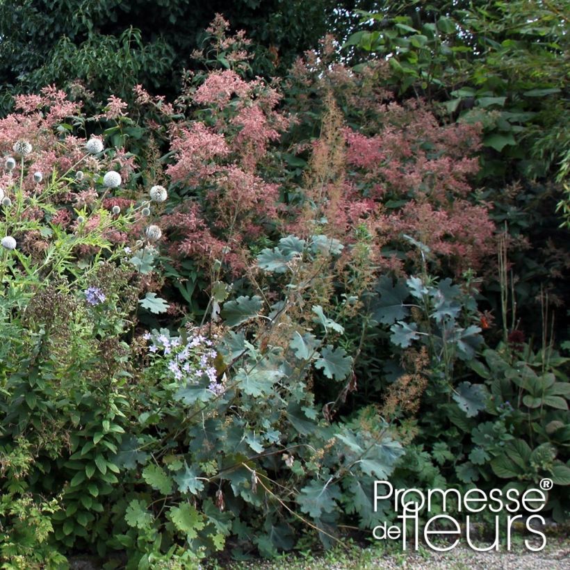 Macleaya microcarpa Spetchley Ruby - Pluimpapaver (Groeiplaats)