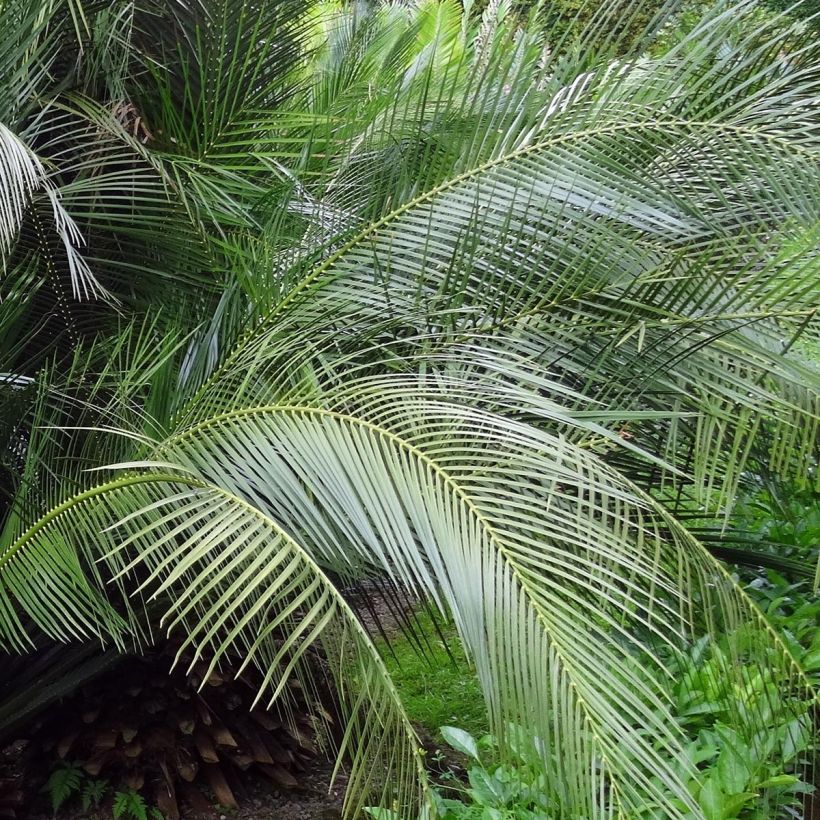 Macrozamia communis - Macrozamia (Blad)