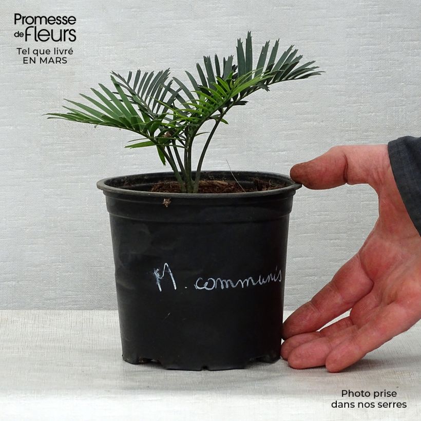 Exemplaar van Macrozamia communis - Macrozamia Pot van 12 cm / 13 cm zoals geleverd in de lente