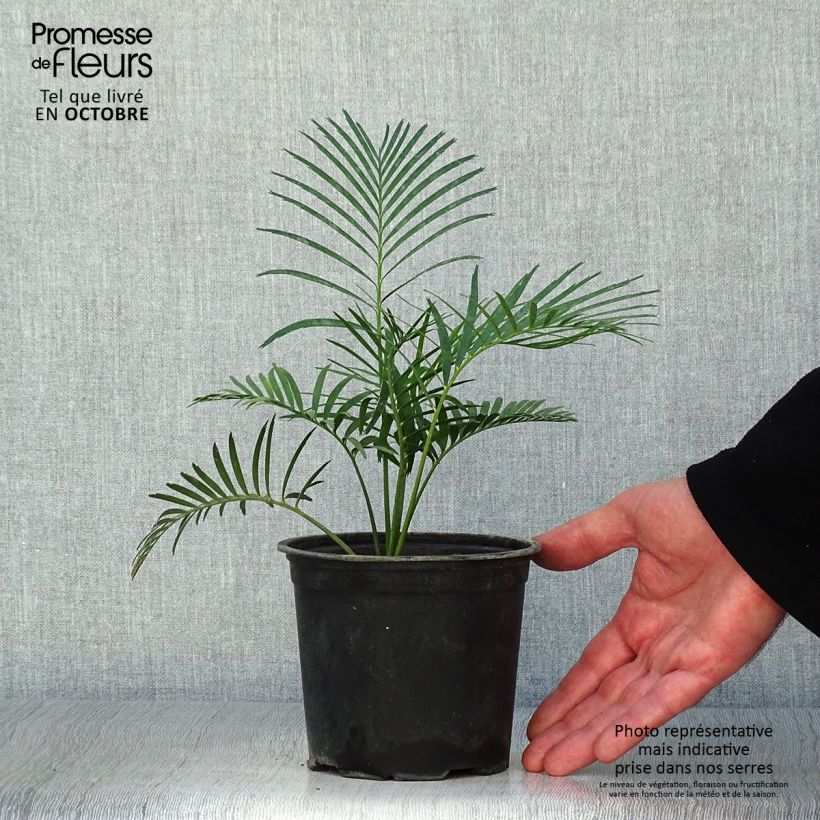 Exemplaar van Macrozamia communis - Macrozamia Pot van 12 cm / 13 cm zoals geleverd in de herfst