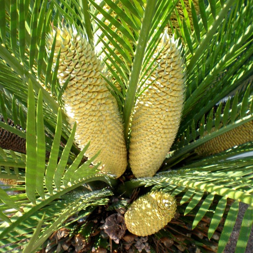 Macrozamia moorei - Cycas (Flowering)
