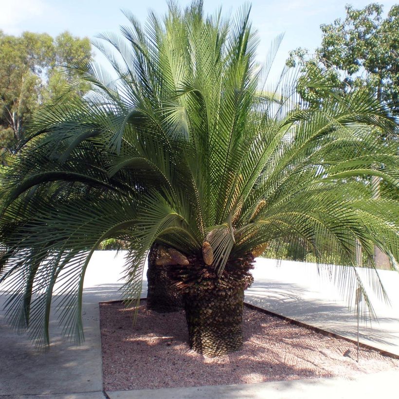 Macrozamia moorei - Cycas (Plant habit)