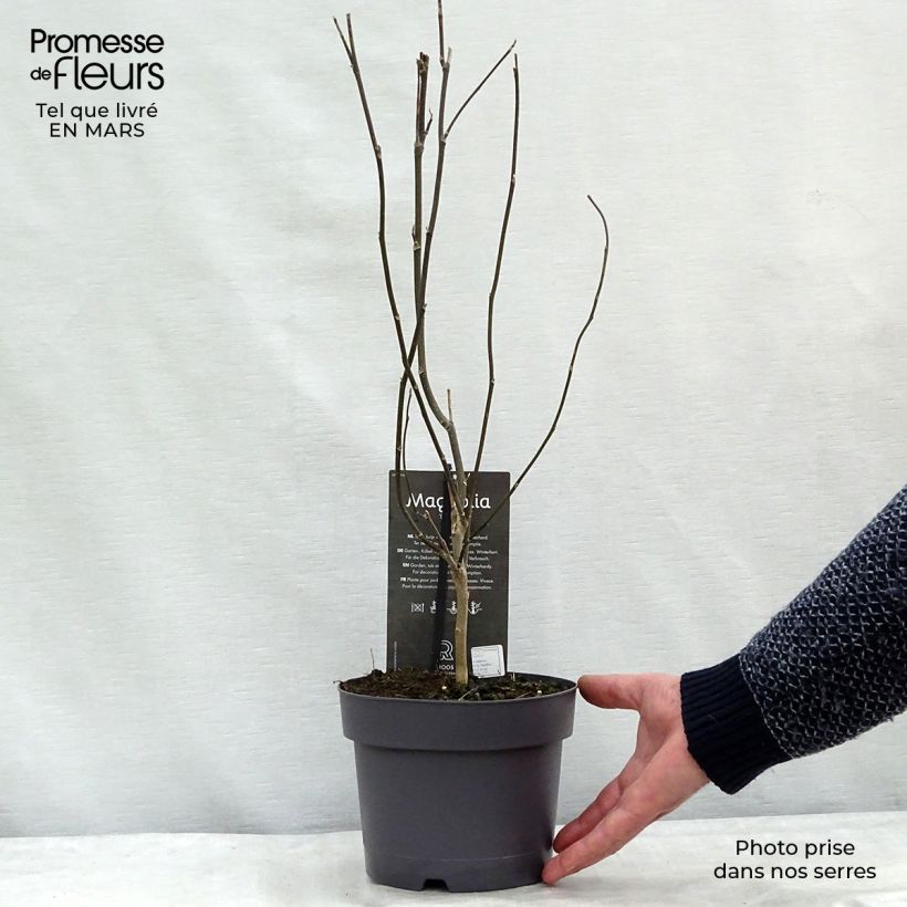 Exemplaar van Magnolia Betty - Beverboom Pot van 4 l/5 l zoals geleverd in de lente