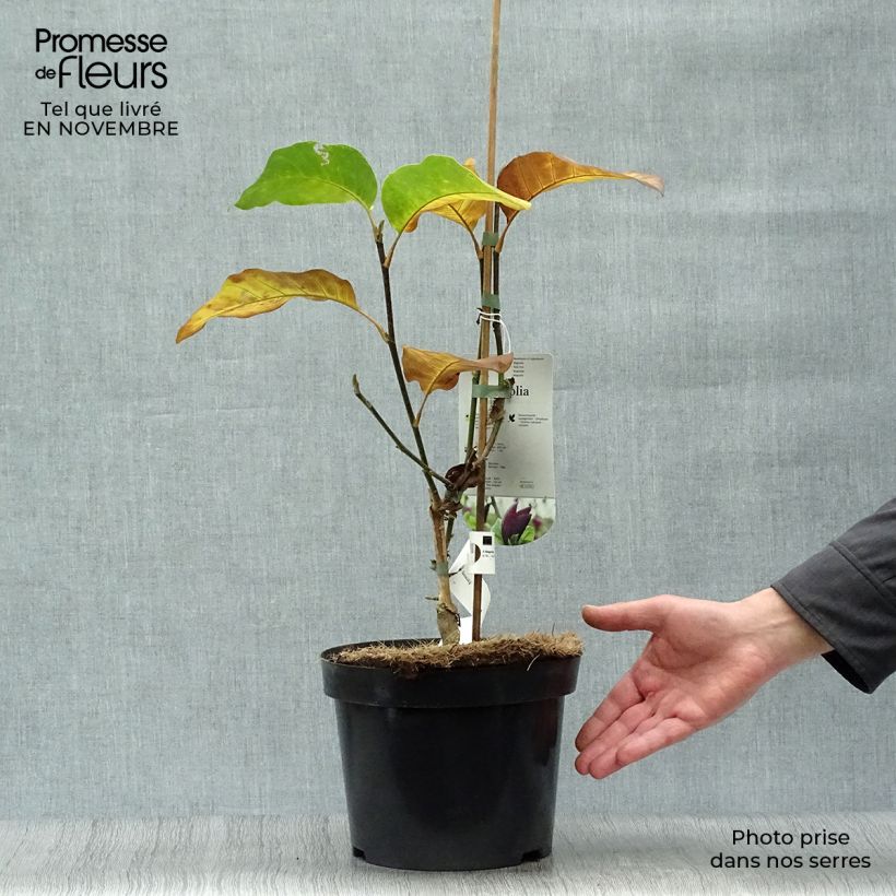 Exemplaar van Magnolia Black Beauty - Beverboom Pot van 2 l/3 l zoals geleverd in de herfst