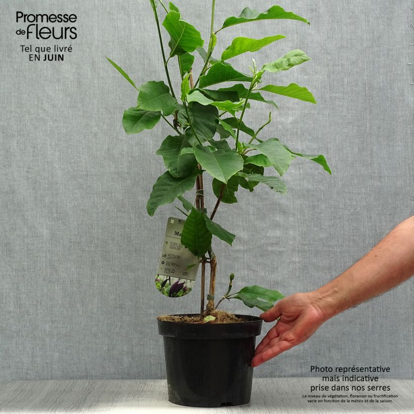 Exemplaar van Magnolia Black Beauty - Beverboom Pot van 2 l/3 l zoals geleverd in de zomer
