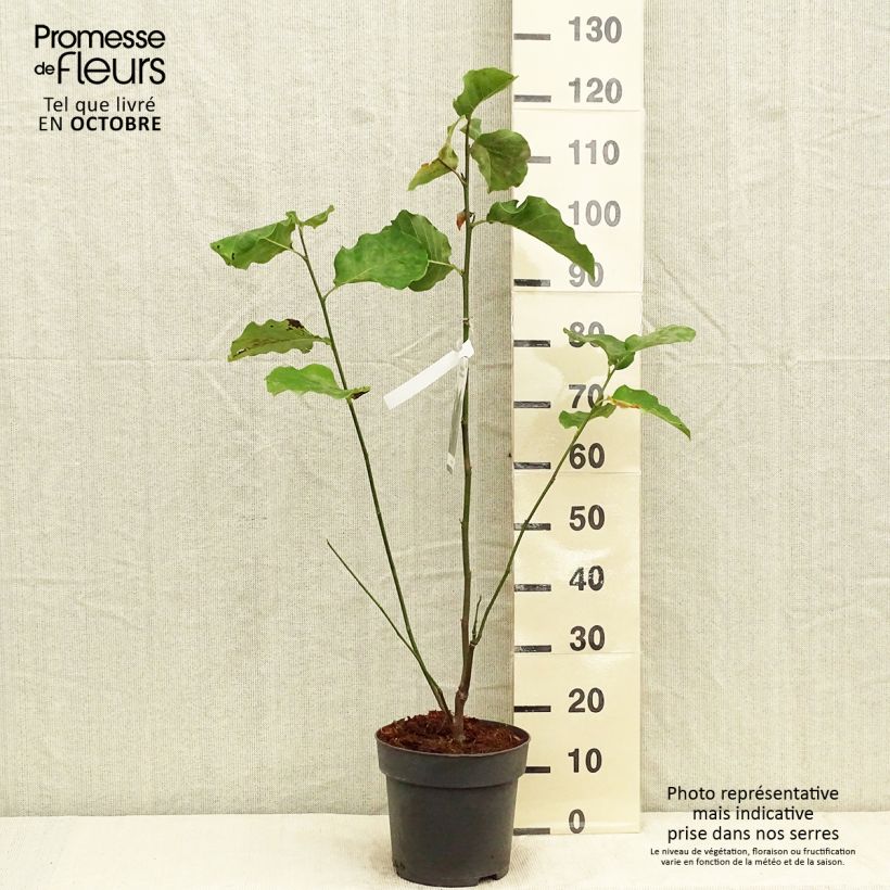 Exemplaar van Magnolia Black Beauty - Beverboom Pot van 6 l/7 l zoals geleverd in de herfst