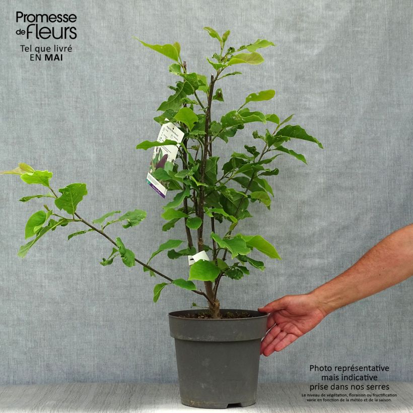 Exemplaar van Magnolia Black Beauty - Beverboom Pot van 6 l/7 l zoals geleverd in de lente