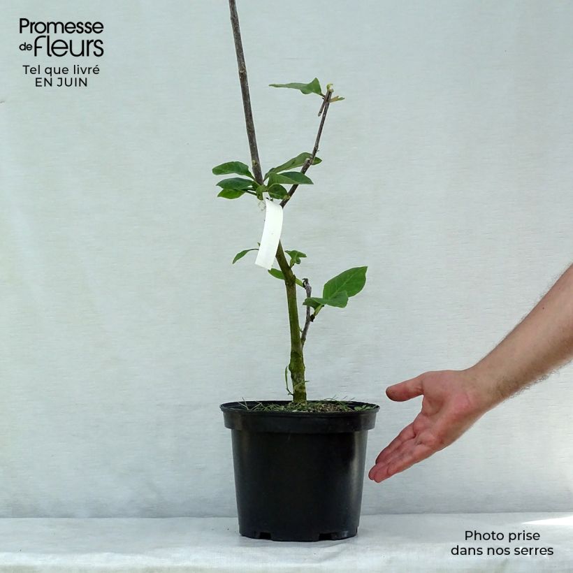 Exemplaar van Magnolia Black Tulip - Beverboom Pot van 4 l/5 l zoals geleverd in de zomer