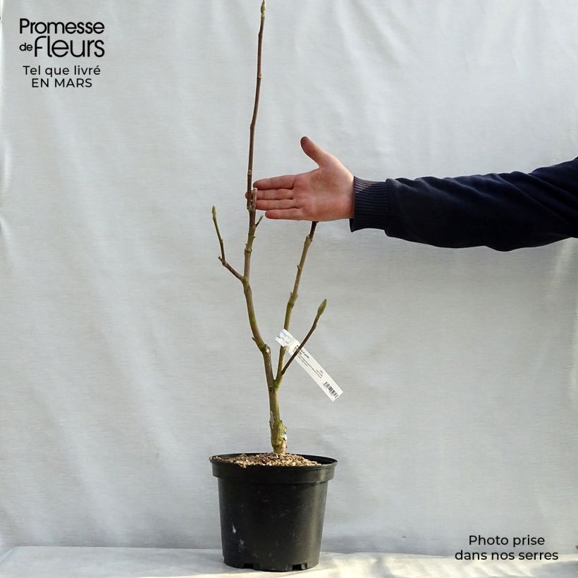 Example of Magnolia Black Tulip - Beverboom Pot van 4 l/5 l as you get in printemps