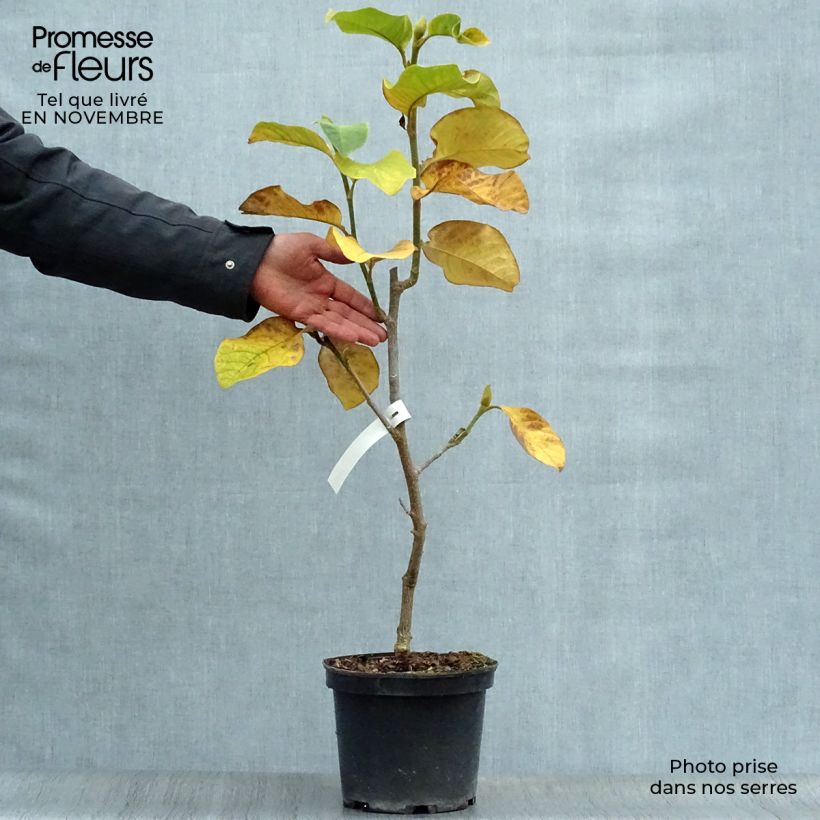 Exemplaar van Magnolia Burgundy Star - Beverboom Pot van 4 l/5 l zoals geleverd in de herfst
