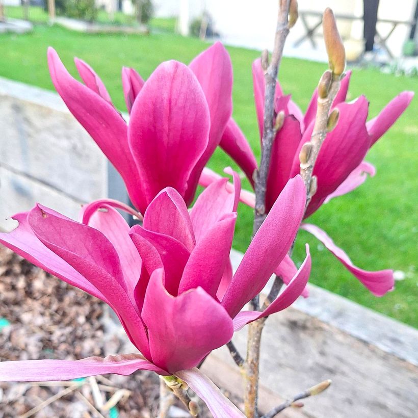 Magnolia Burgundy Star - Beverboom (Bloei)