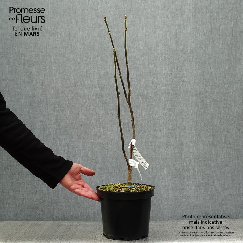 Exemplaar van Magnolia Burgundy Star - Beverboom Pot van 4 l/5 l zoals geleverd in de lente