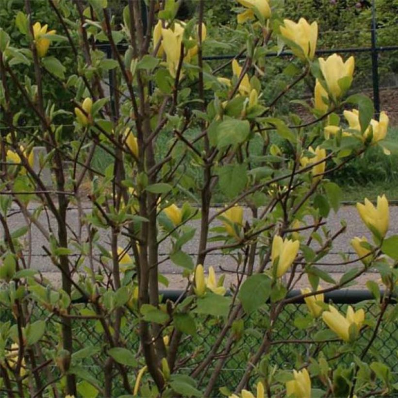 Magnolia Daphne - Beverboom (Blad)
