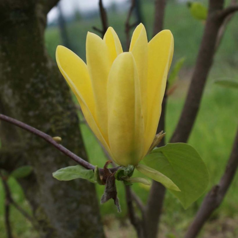 Magnolia Daphne - Beverboom (Bloei)