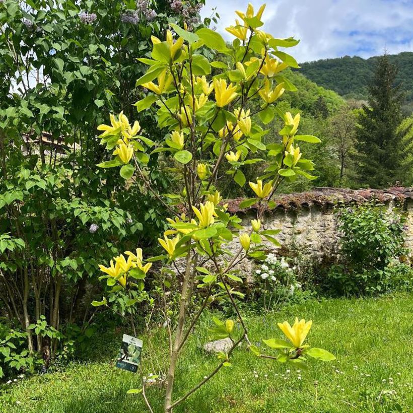 Magnolia Daphne - Beverboom (Groeiplaats)