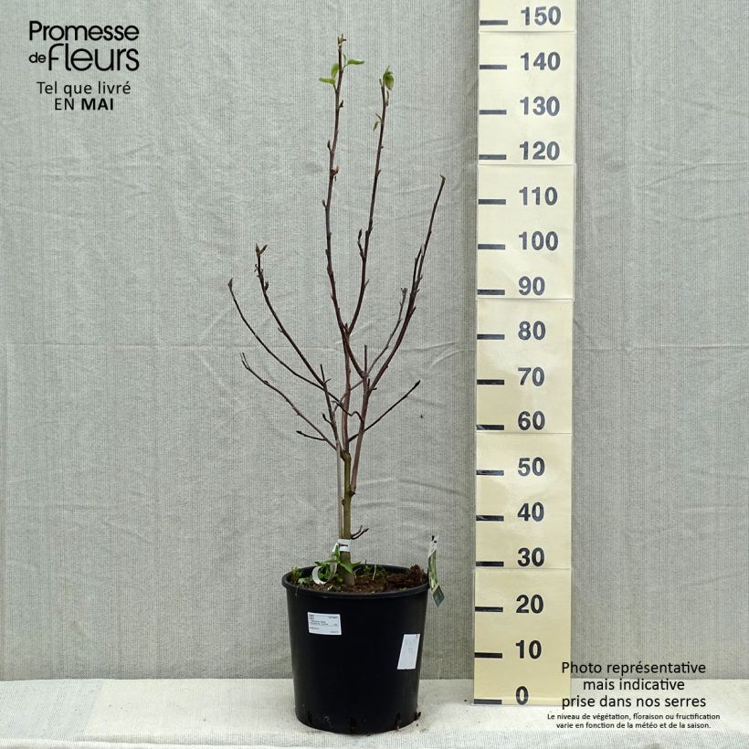 Exemplaar van Magnolia Daphne - Beverboom Pot van 7,5 l/10 l zoals geleverd in de lente