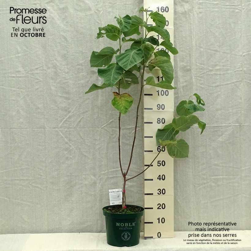 Exemplaar van Magnolia Daphne - Beverboom Pot van 4 l/5 l zoals geleverd in de herfst