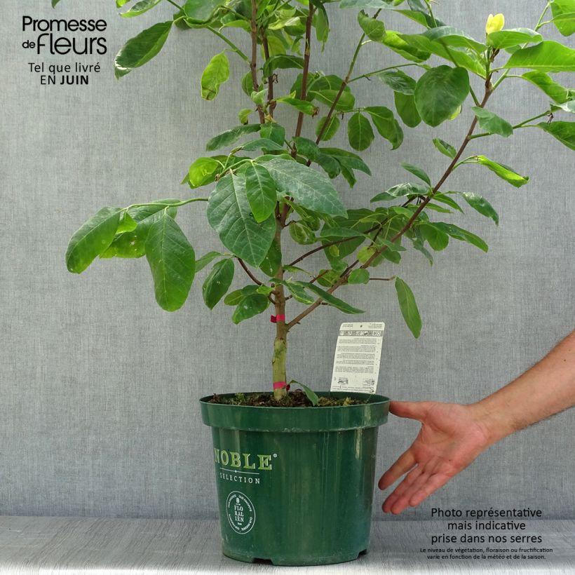 Exemplaar van Magnolia Daphne - Beverboom Pot van 4 l/5 l zoals geleverd in de zomer