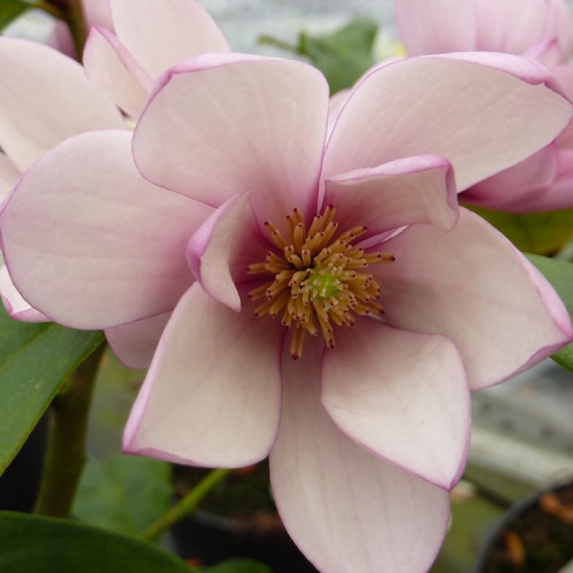Magnolia Fairy Blush - Bananenstruik (Bloei)